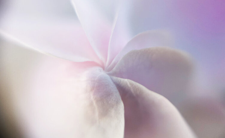 Shooting Ultra Close-Up Photos with a 100-Yen Shop Smartphone Macro Lens